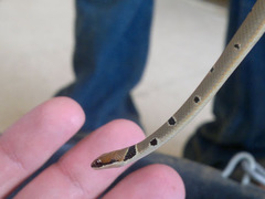 Platyceps collaris