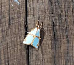 Argyria croceivittella