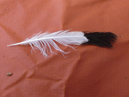 Plume de Traquet motteux