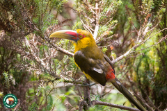 Pteroglossus bailloni