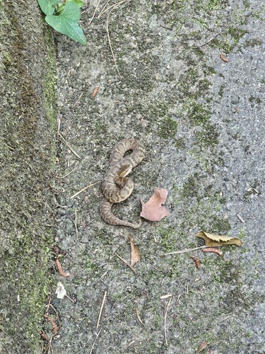 Ussuri Mamushi