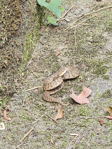 Ussuri Mamushi