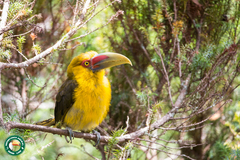 Pteroglossus bailloni