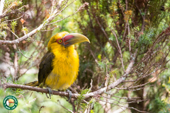 Pteroglossus bailloni