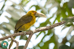 Pteroglossus bailloni