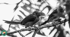 Pteroglossus bailloni