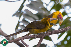 Pteroglossus bailloni