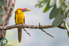 Pteroglossus bailloni