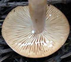 Lactarius luculentus