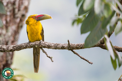 Pteroglossus bailloni