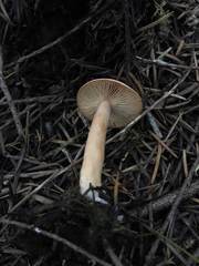 Lactarius luculentus