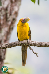 Pteroglossus bailloni