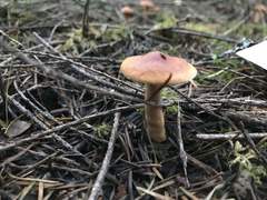 Lactarius luculentus