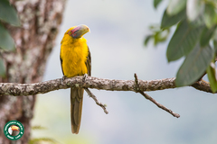 Pteroglossus bailloni