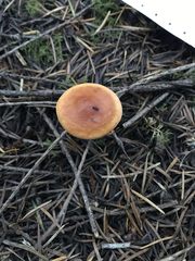 Lactarius luculentus