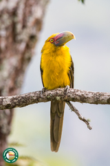 Pteroglossus bailloni