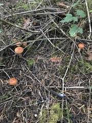 Lactarius luculentus