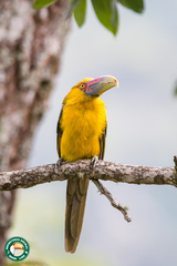 Pteroglossus bailloni