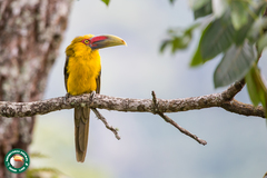 Pteroglossus bailloni