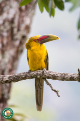 Pteroglossus bailloni