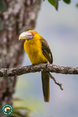 Pteroglossus bailloni