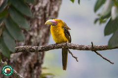 Pteroglossus bailloni