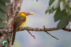 Pteroglossus bailloni