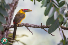 Pteroglossus bailloni