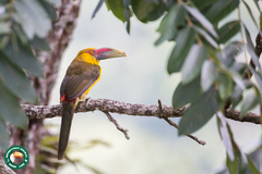 Pteroglossus bailloni