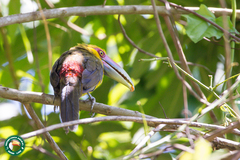 Pteroglossus bailloni