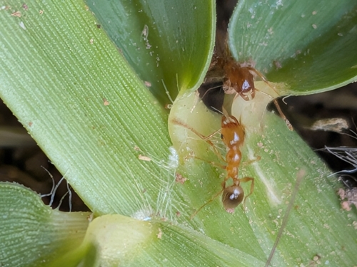 Pallid Big-headed Ant, La Ampolla, 43895, Tarragona, España, photo 8 of 10