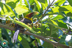 Pteroglossus bailloni