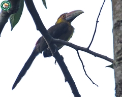 Pteroglossus bailloni