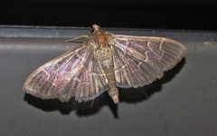 Pilocrocis ramentalis