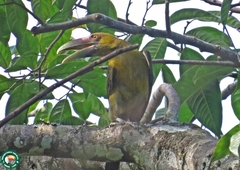 Pteroglossus bailloni