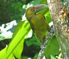 Pteroglossus bailloni