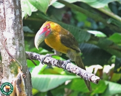 Pteroglossus bailloni