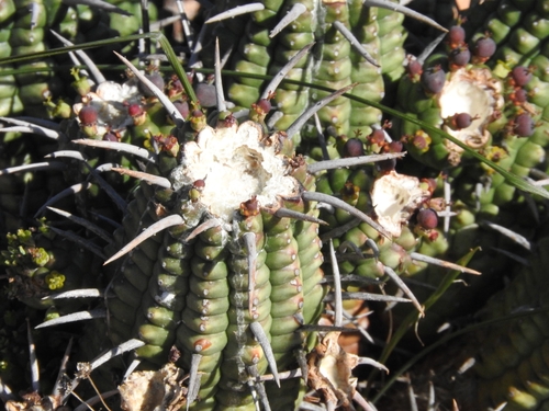 Euphorbia ferox, photograph 1