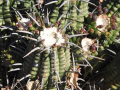 Euphorbia ferox, photograph (c) Noeleen du Toit, some rights reserved (CC BY-SA)