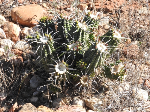 Euphorbia ferox, photograph 3