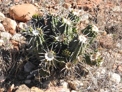 Euphorbia ferox, photograph (c) Noeleen du Toit, some rights reserved (CC BY-SA)