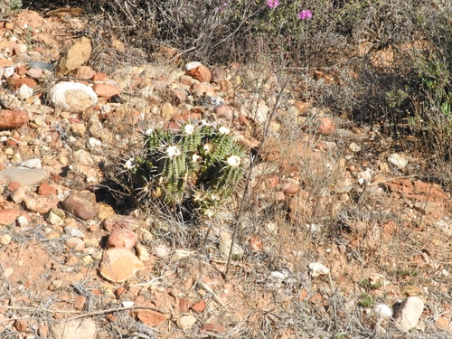 Euphorbia ferox, photograph 2