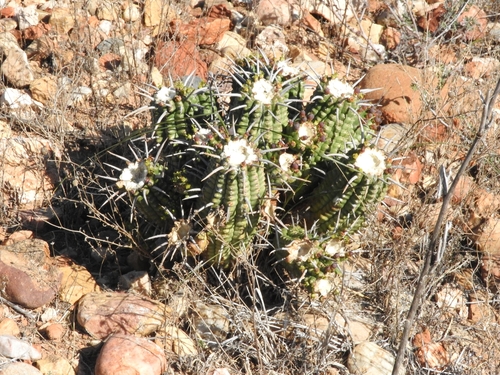Euphorbia ferox, photograph 4