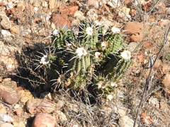 Euphorbia ferox, photograph (c) Noeleen du Toit, some rights reserved (CC BY-SA)