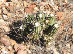 Euphorbia ferox, photograph (c) Noeleen du Toit, some rights reserved (CC BY-SA)
