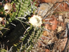 Euphorbia ferox, photograph (c) Noeleen du Toit, some rights reserved (CC BY-SA)