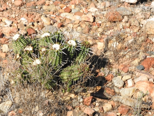 Kleinkaroo Thorn Noors (Euphorbia ferox)