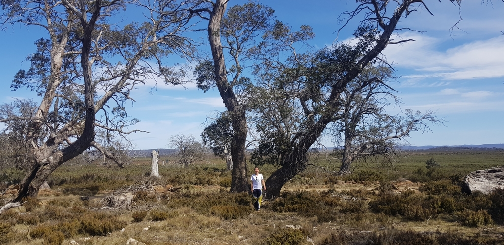 Eucalyptus gunnii; photograph (c) Yoav Daniel Bar-Ness, some rights reserved (CC BY)