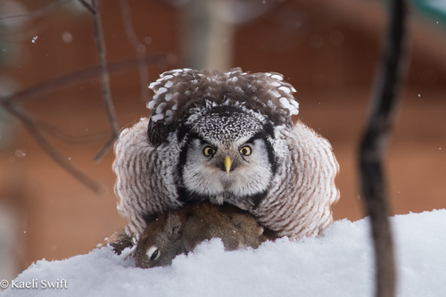 Northern Hawk Owl photographed in Alaska