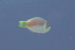 Scarus globiceps